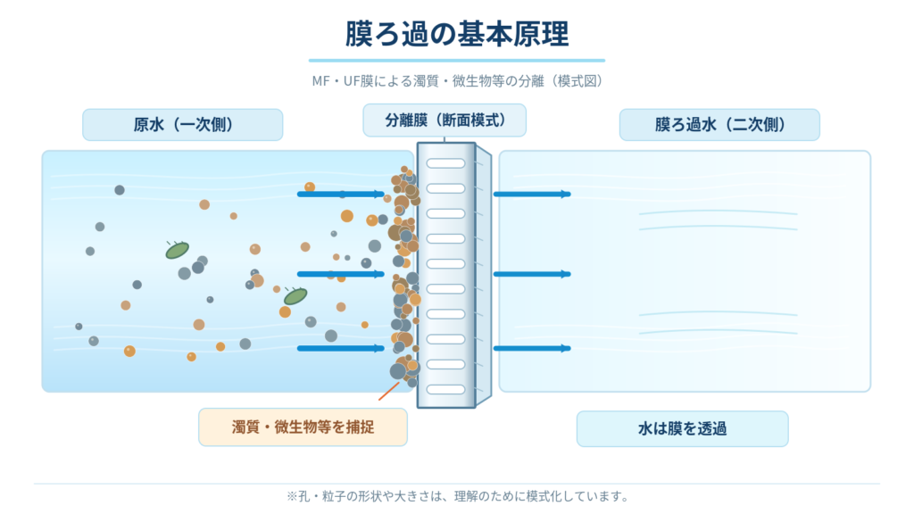 原水中の濁質や微生物が分離膜の一次側で捕捉され、水が膜を透過して二次側の膜ろ過水となる仕組みを示した模式図。
